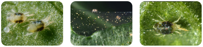 کنه ساید ( بیفنازیت) - Image 2