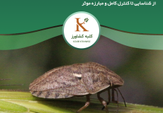 سن گندم: شناسایی، خسارت، کنترل و مبارزه کامل (راهنمای جامع)