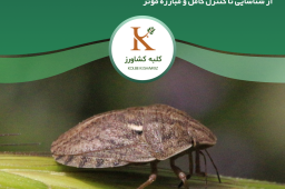 سن گندم: شناسایی، خسارت، کنترل و مبارزه کامل (راهنمای جامع)