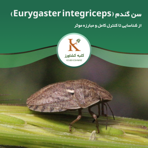 سن گندم: شناسایی، خسارت، کنترل و مبارزه کامل (راهنمای جامع)
