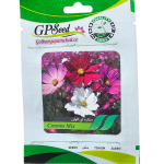 بذر ستاره ای الوان پامچال