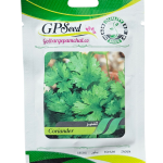 بذر گشنیز پامچال