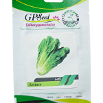 بذر کاهو پامچال