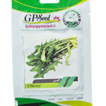 بذر کاسنی پامچال