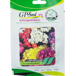 بذر گل داودی پاکوتاه الوان پامچال