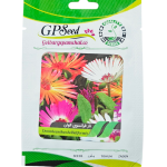 بذر گل ناز فرانسوی الوان پامچال