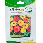 بذر گل همیشه بهار پاکوتاه الوان پامچال