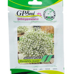 بذر گل عروس سفید پامچال