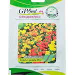 بذر گل جعفری مینیاتوری پاکوتاه الوان پامچال