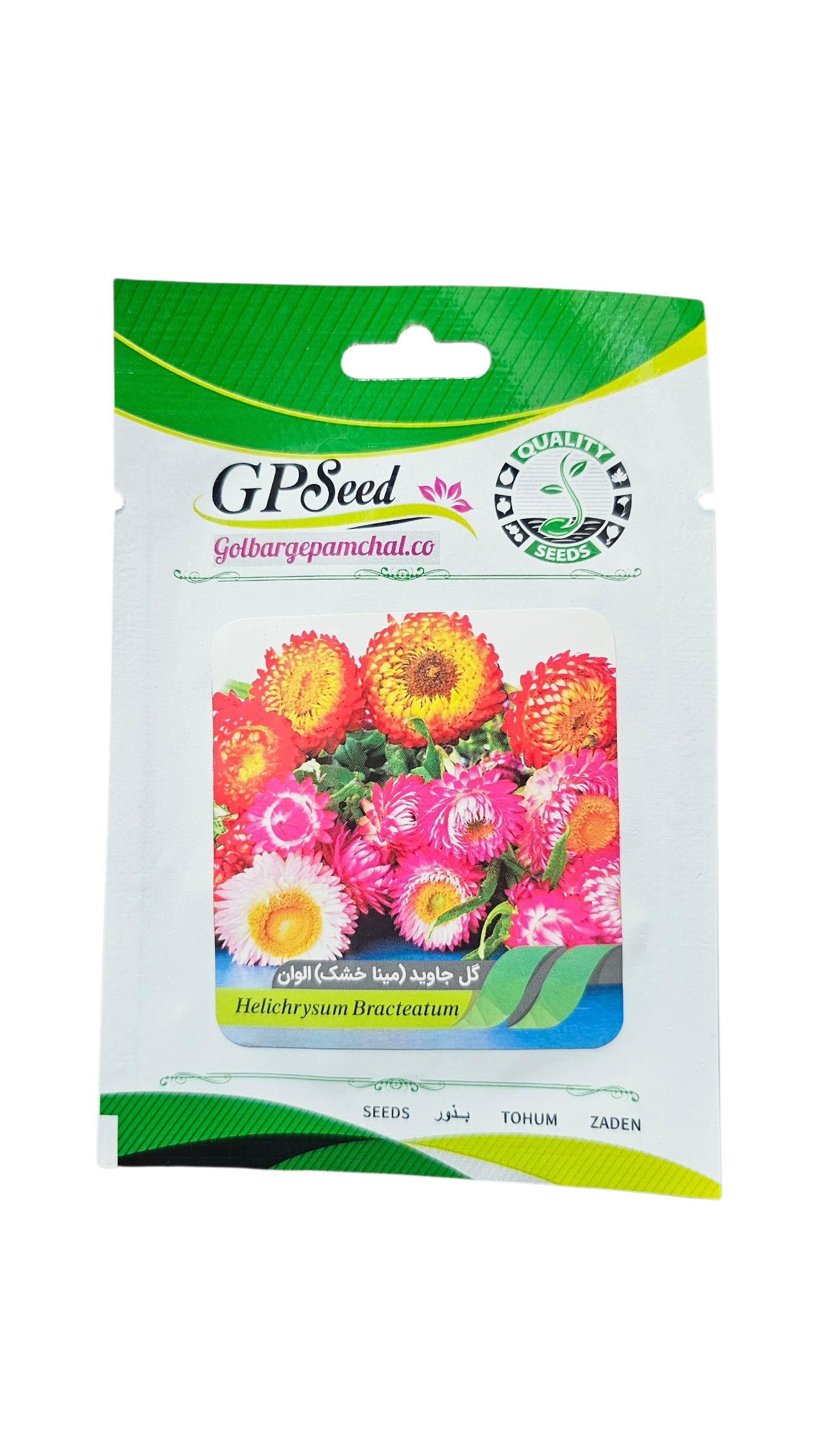 20251015_180731 گل جاوید یا مینا خشک الوان پامچال - Image 1