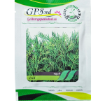 بذر شوید پامچال