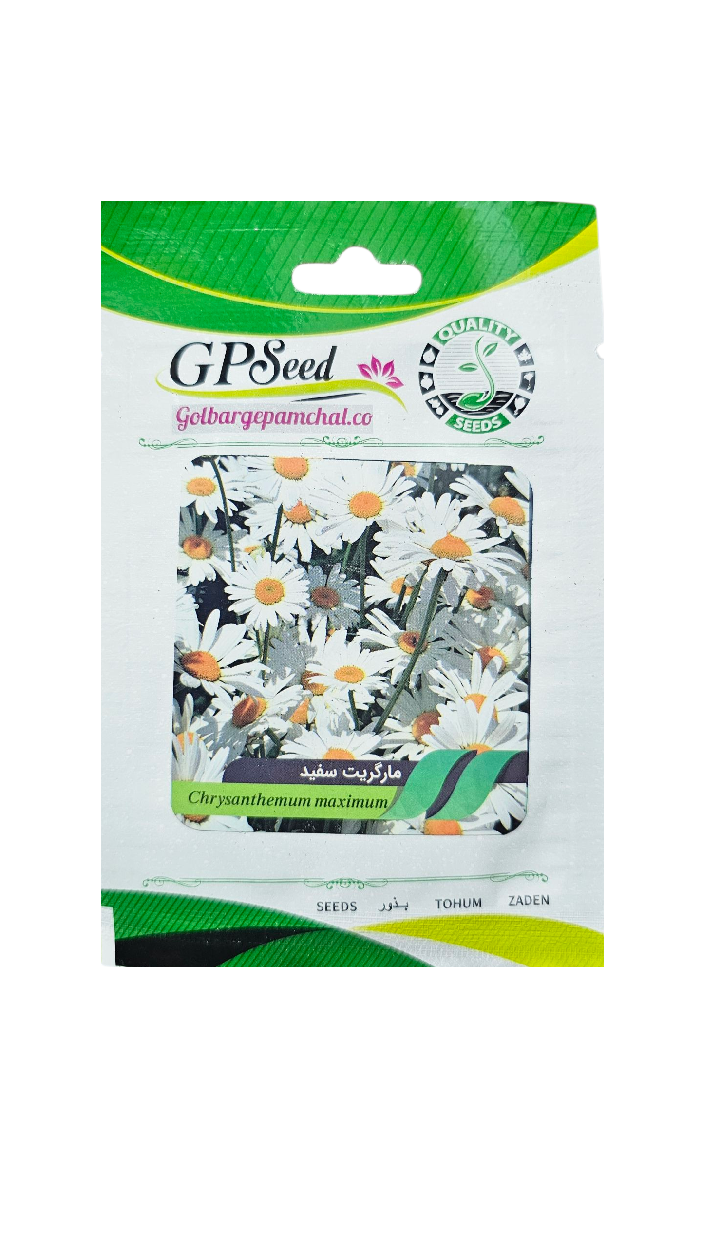 20251027_203046 بذر مارگریت سفید پامچال - Image 1