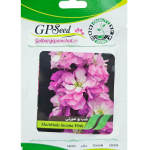 بذر شب بو صورتی پامچال