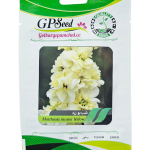 بذر شب بو زرد