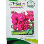 بذر شب بو قرمز پامچال